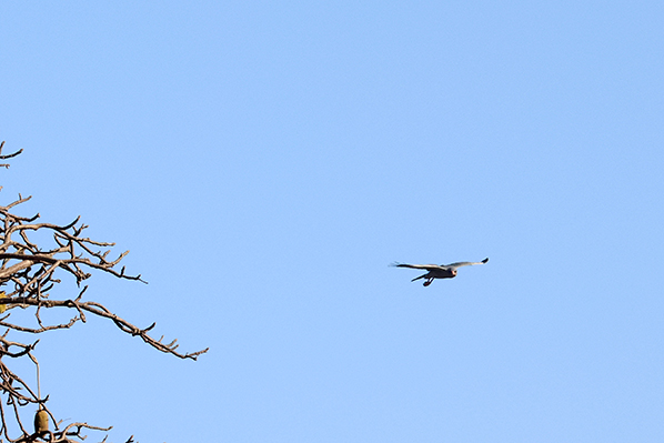Dark Chanting Goshawk